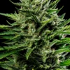 Emerald Fire OG Feminized Seeds