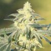 Gorilla Glue #4 S1 Feminized Seeds