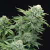 Gorilla Glue #4 S1 Feminized Seeds