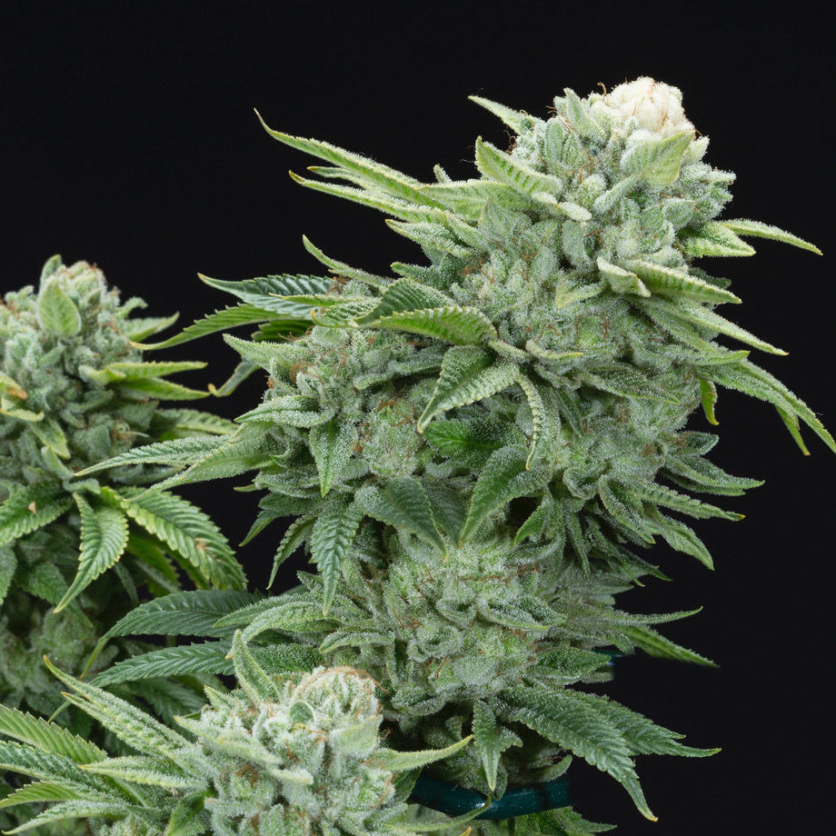 Gorilla Glue #4 S1 Feminized Seeds