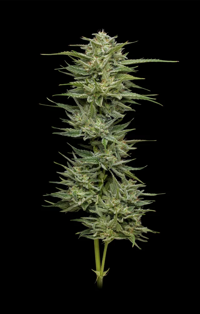 Hella Jelly (formerly Jelly Rancher) Feminized Seeds