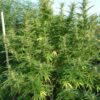 Kalamata Red Regular Seeds