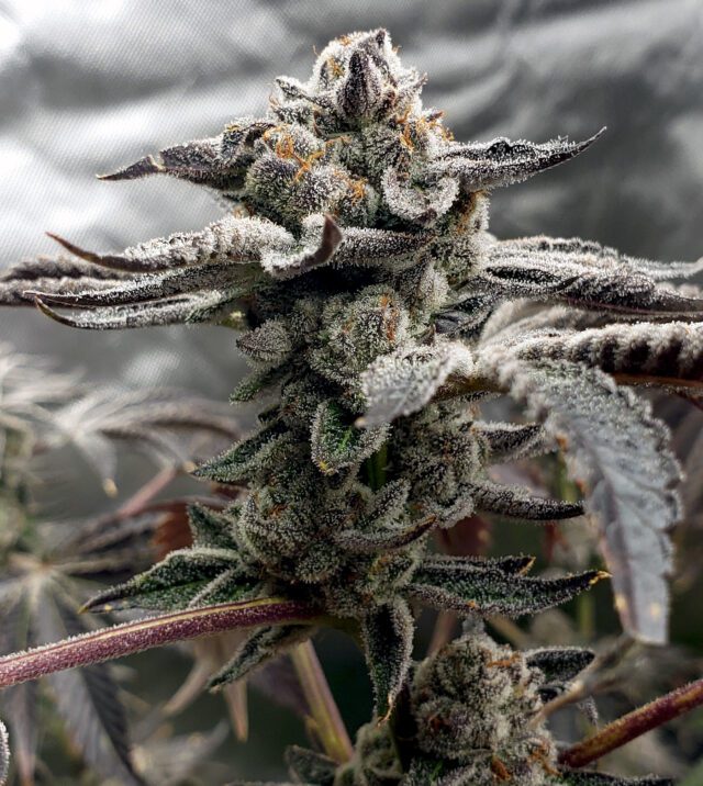 Tangie Candie Feminized Seeds