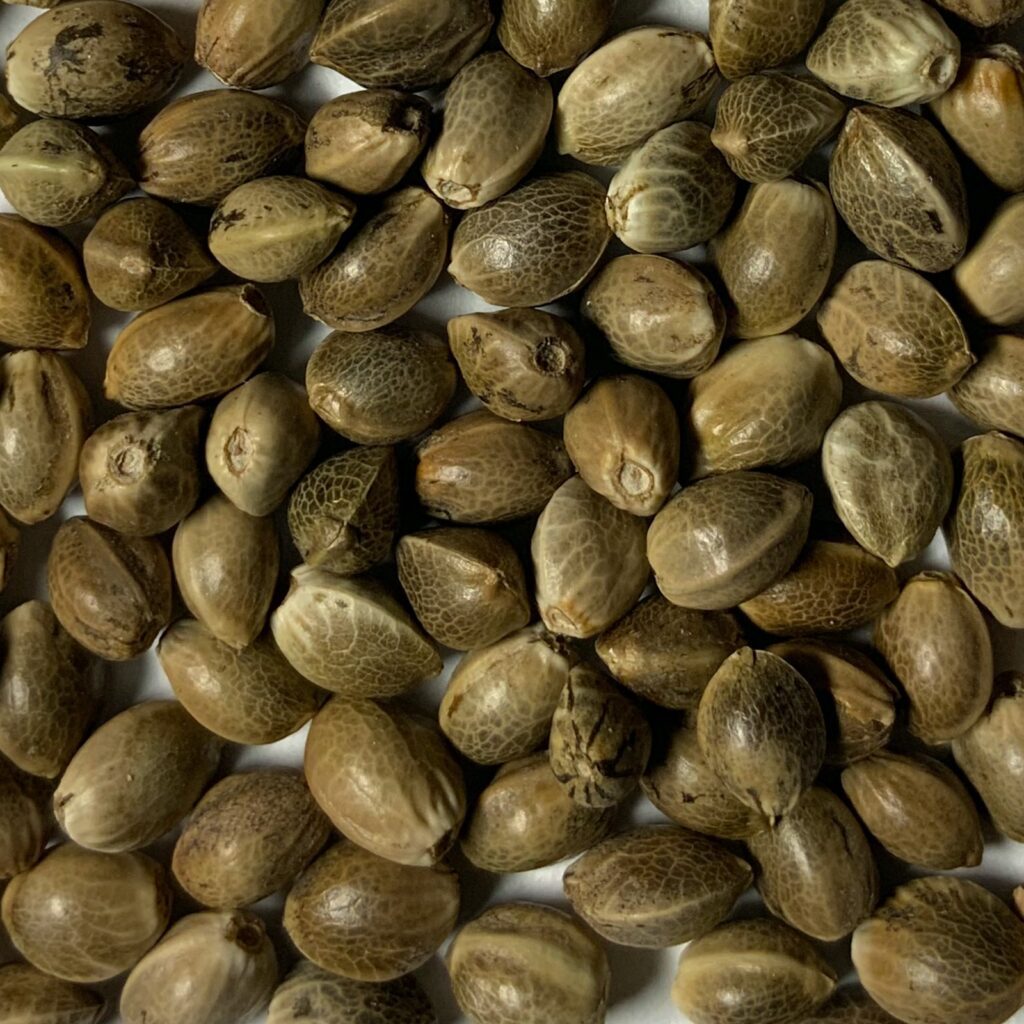 The Real Seed Company Cannabis Seeds For Sale USA - Stellar Seeds
