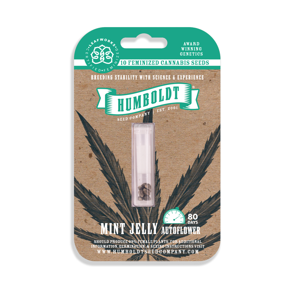 Mint Jelly Auto Feminized Seeds