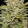 OG Kush Auto Feminized Seeds