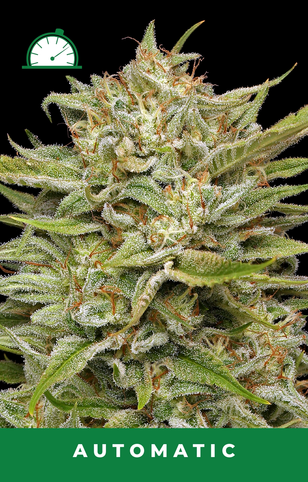 OG Kush Auto Feminized Seeds