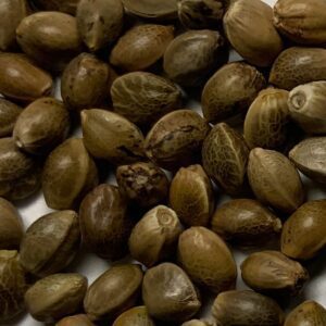 Panjshir Regular Seeds