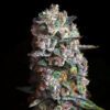 Pink Slurpee Feminized Seeds