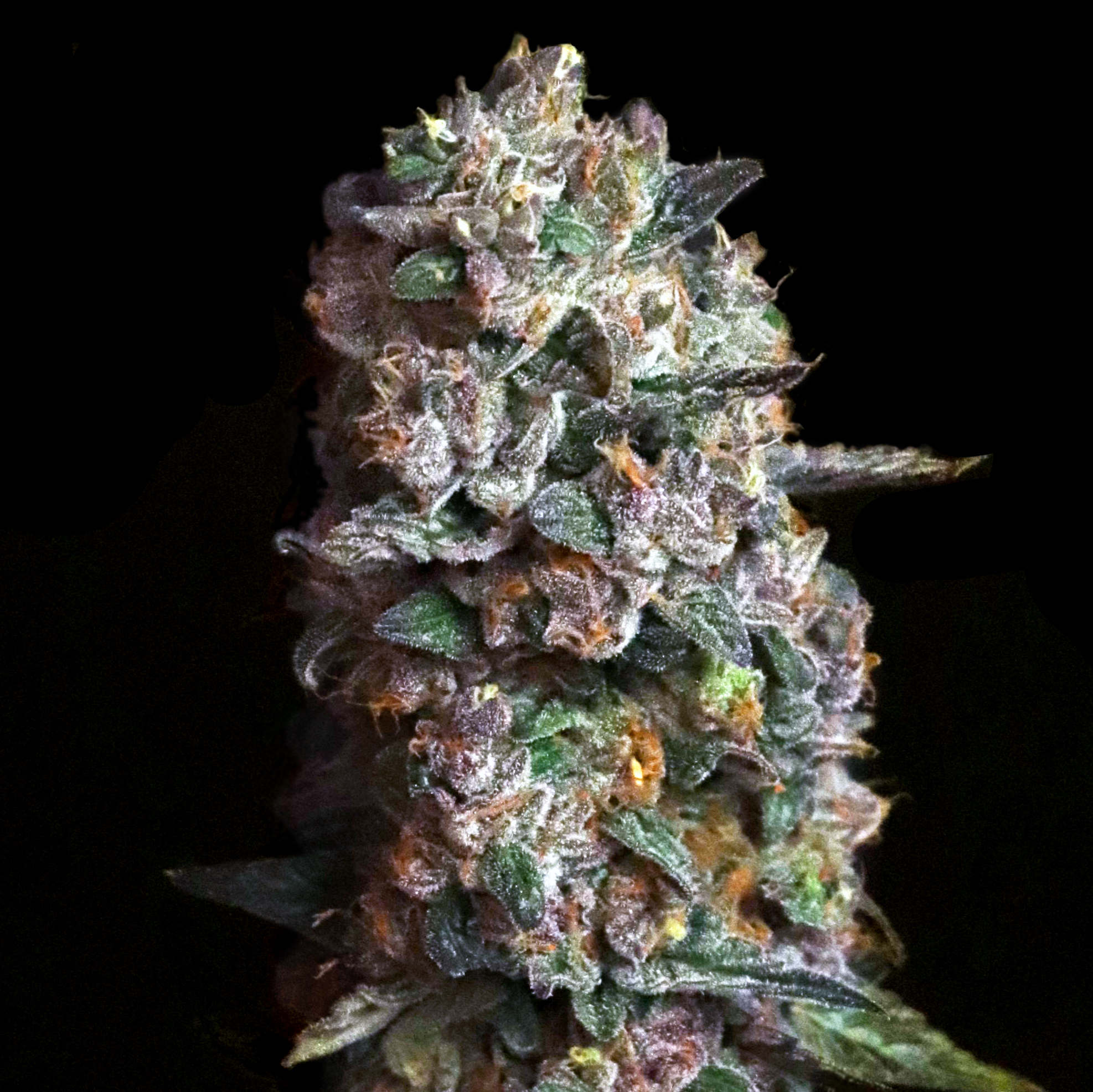 Pink Slurpee Feminized Seeds