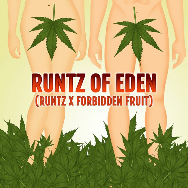 Runtz Of Eden Feminized Seeds
