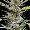 Shadow OG Auto Feminized Seeds