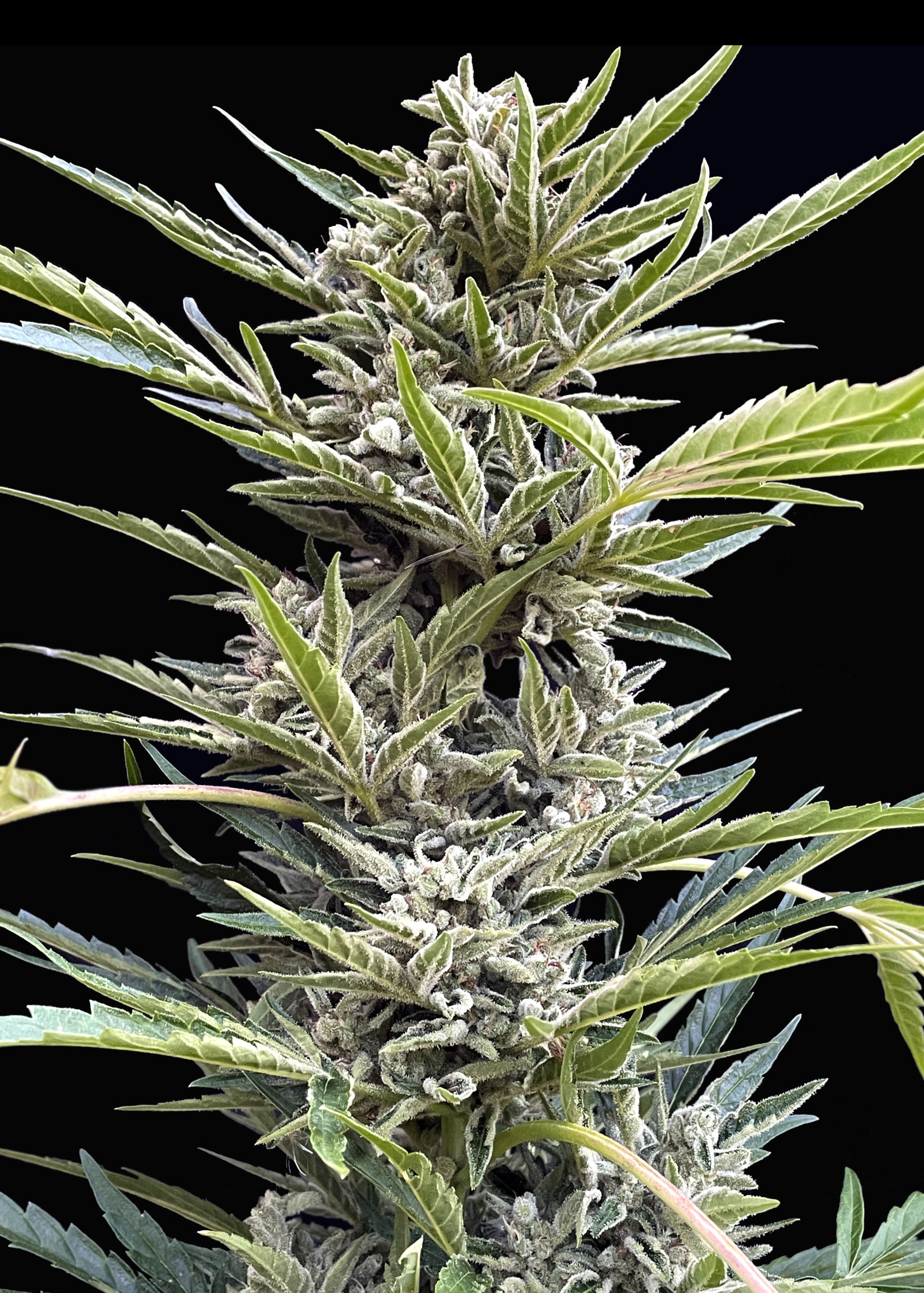 Shadow OG Auto Feminized Seeds