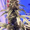 Shadow OG Auto Feminized Seeds