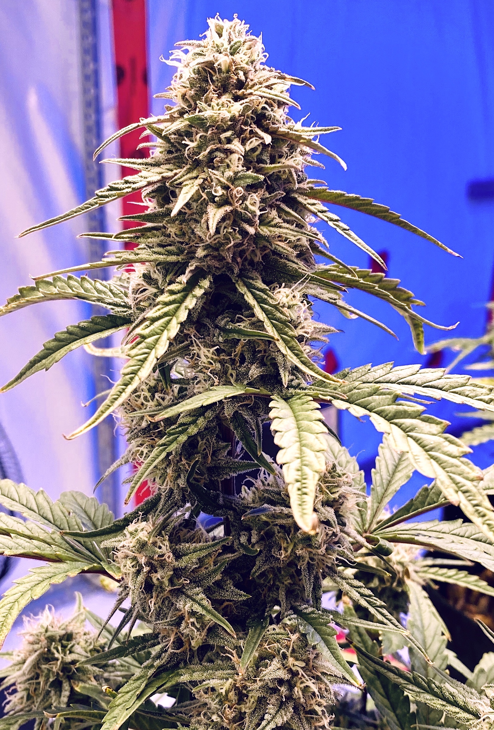 Shadow OG Auto Feminized Seeds