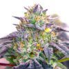 Spicy Guava Feminized Seeds