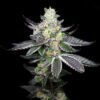 Tropicalicious Feminized Seeds