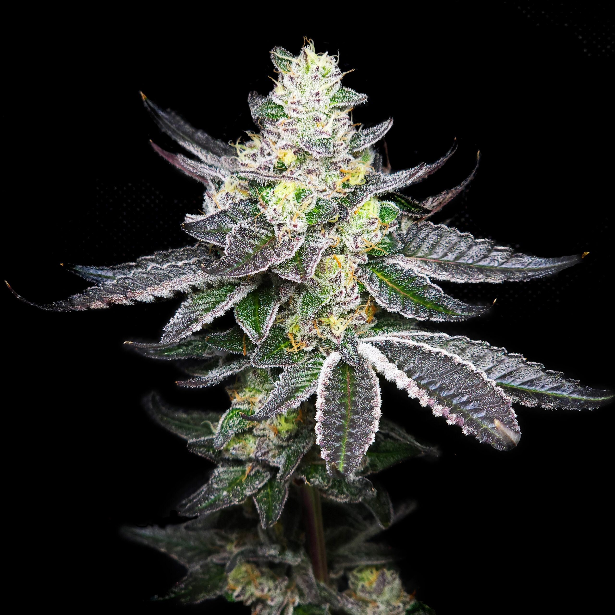 Tropicalicious Feminized Seeds