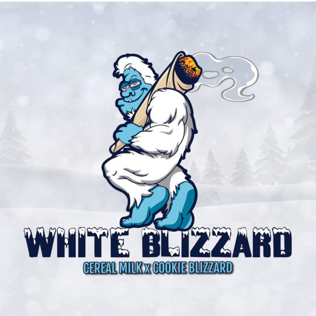White Blizzard Feminized Seeds