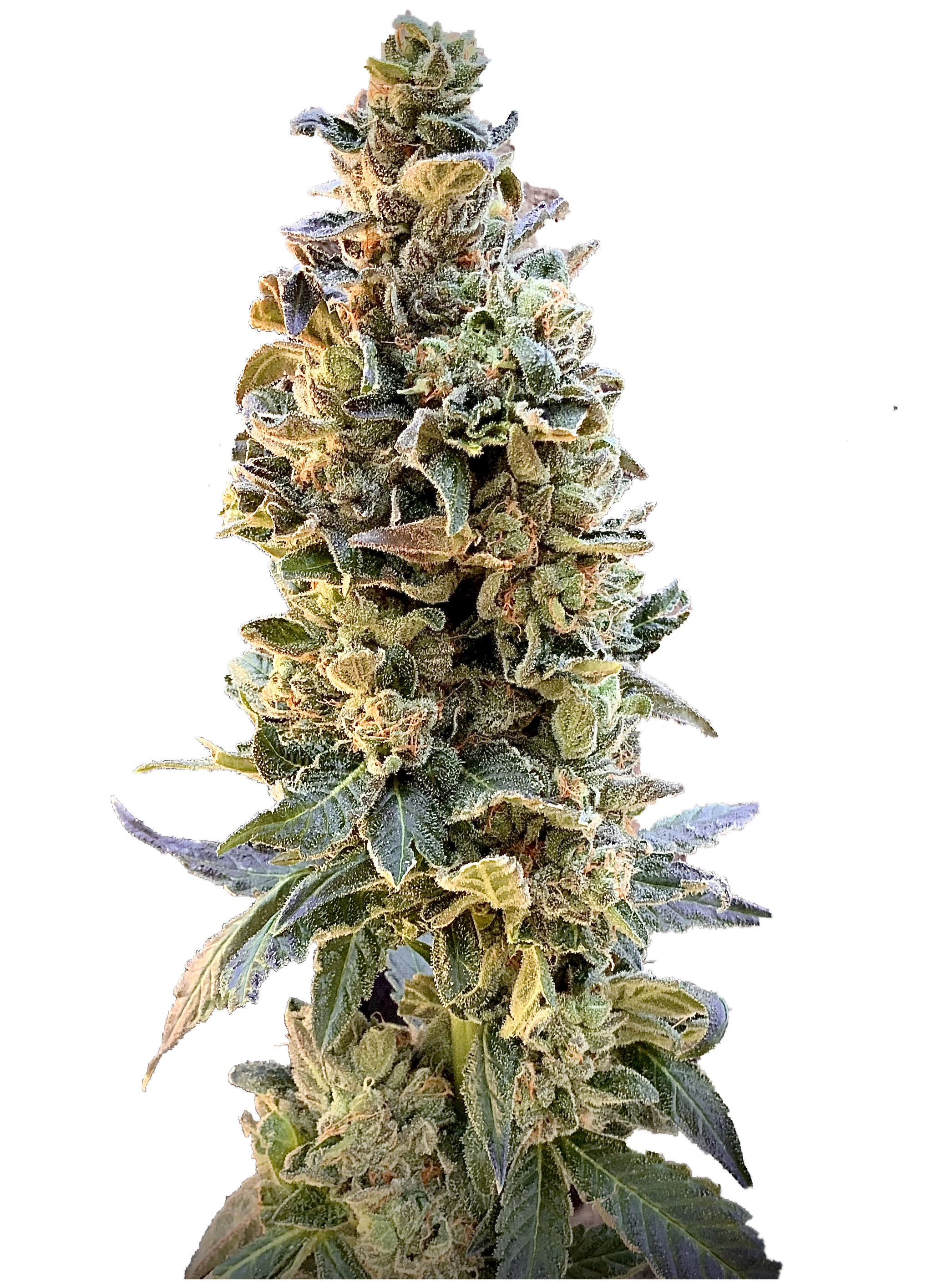 XTC OG Feminized Seeds