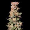 Xhale Feminized Seeds