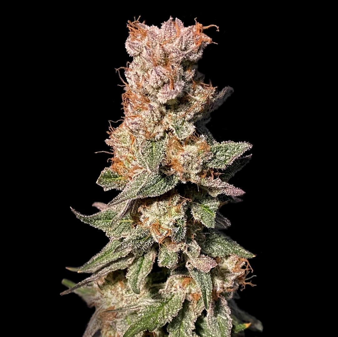 Xhale Feminized Seeds