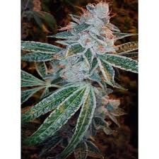 Lemon OG Kush Feminized Seeds