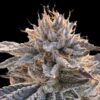 Alaskan Do-Si-Dos Feminized Seeds