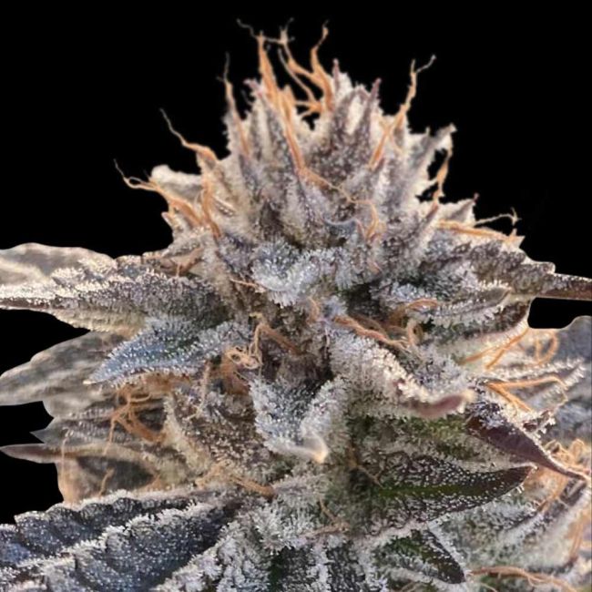 Alaskan Do-Si-Dos Feminized Seeds