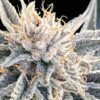 Alaskan Do-Si-Dos Feminized Seeds