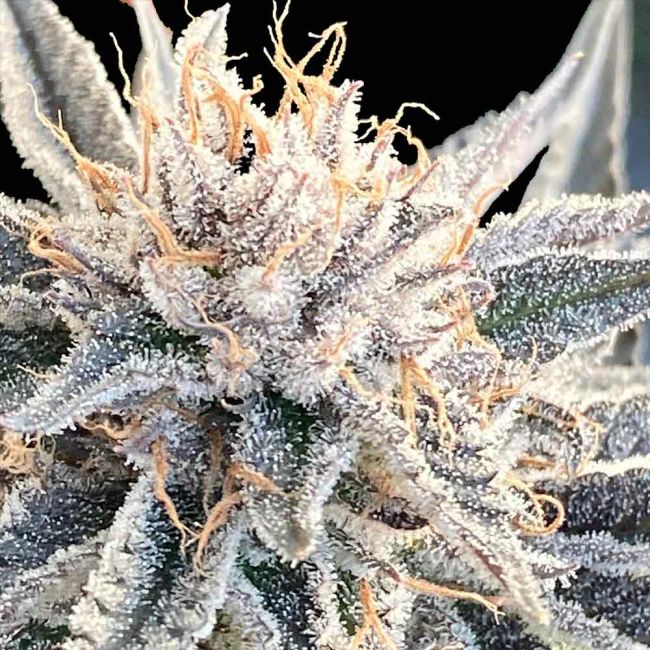 Alaskan Do-Si-Dos Feminized Seeds