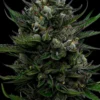 All Gas OG Auto Feminized Seeds