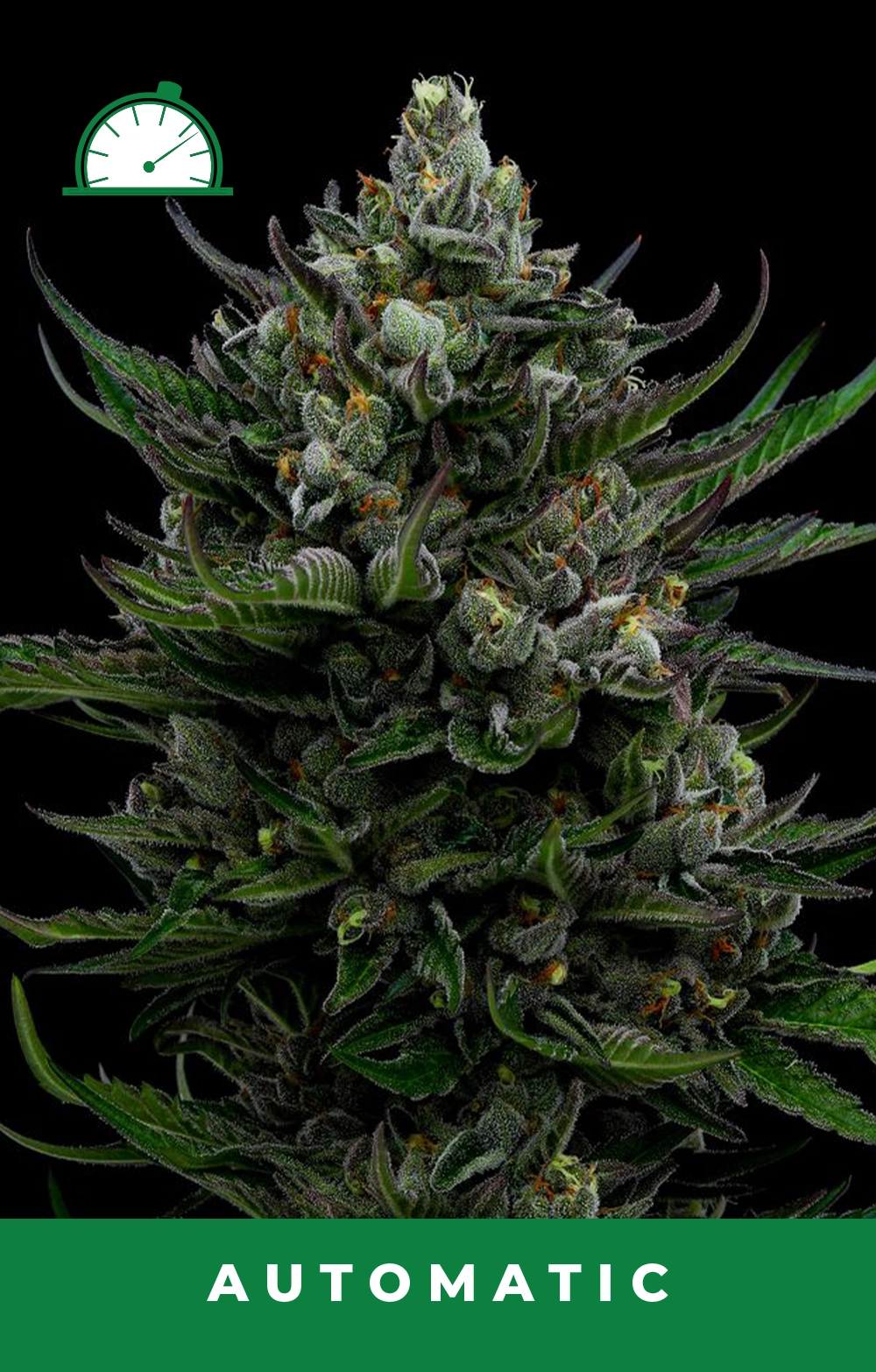 All Gas OG Auto Feminized Seeds