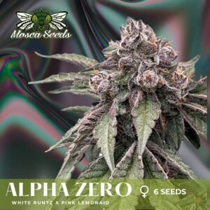 Alpha Zero Feminized Seeds