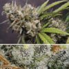 Melonade Runtz Auto Feminized Seeds