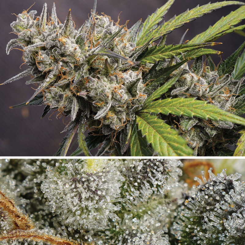 Melonade Runtz Auto Feminized Seeds
