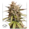 Melonade Runtz Auto Feminized Seeds