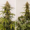 Melonade Runtz Auto Feminized Seeds