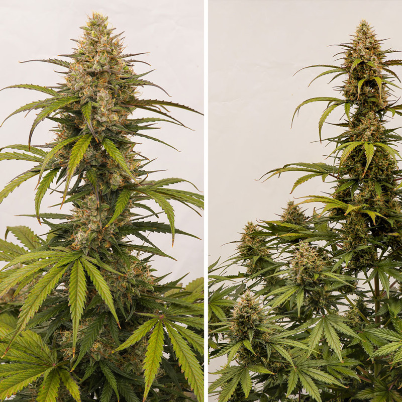 Melonade Runtz Auto Feminized Seeds
