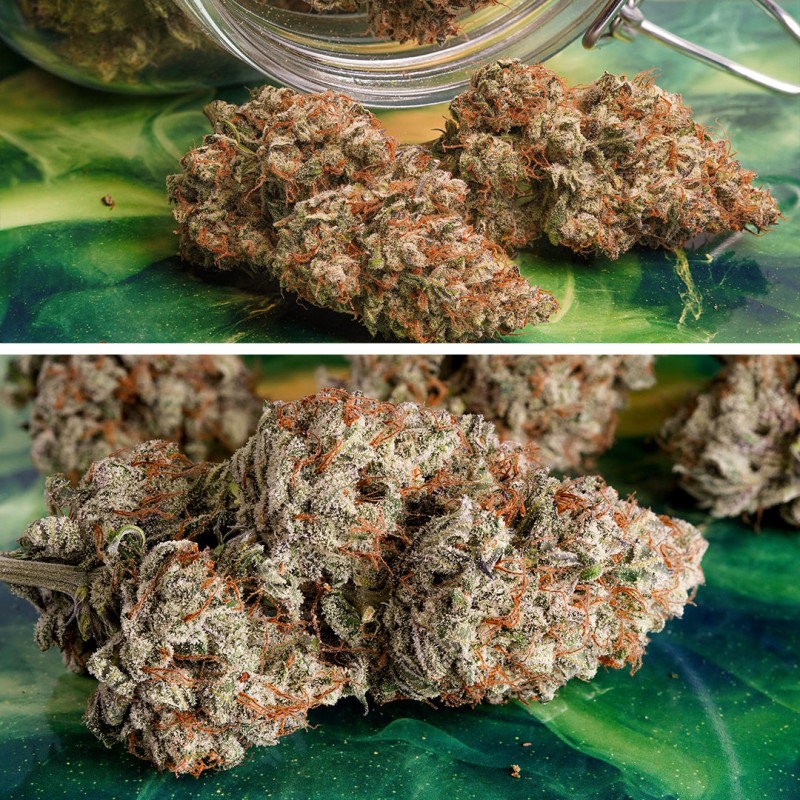 Melonade Runtz Auto Feminized Seeds