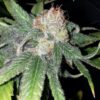 Purple Crack Feminized Seeds