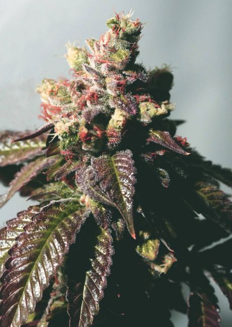 Passion Berry Feminized Seeds (Gold Collection)