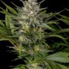 Pineapple Skunk Feminized Seeds