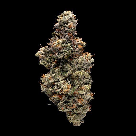 Bakers Delight Feminized Seeds (Sorbet Collection)