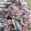 Banana Biscotti F1 Feminized Seeds
