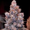 Banana Jealousy RF3 Auto Feminized Seeds