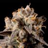 Banana Biscotti F1 Feminized Seeds