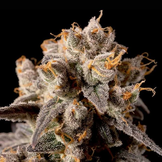 Banana Biscotti F1 Feminized Seeds