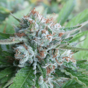 Bellini Feminized Seeds (Gold Collection)