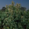 Blueberry Pie F1 Fast Feminized Seeds